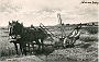 Il contadino padovano,nel 1902.(Adriano Danieli)